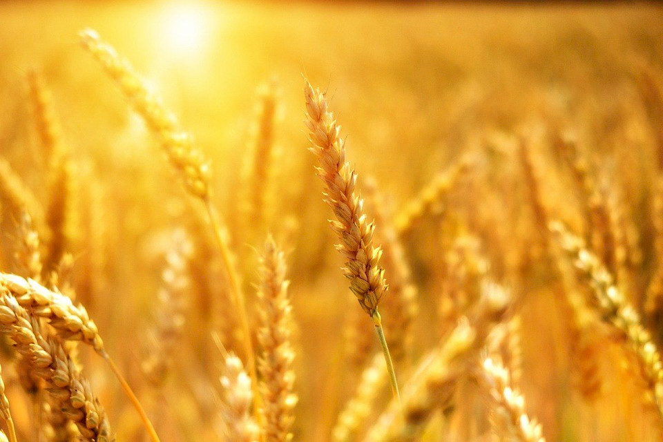 The Sea of Grain